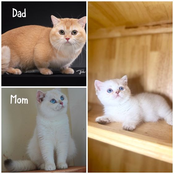 มันช์กิ้น (Munchkin) ดญ มันช์กิ้น ขาสั้น สีพ๊อย ตาฟ้า สายเลือดแชมป์พร้อมใบ