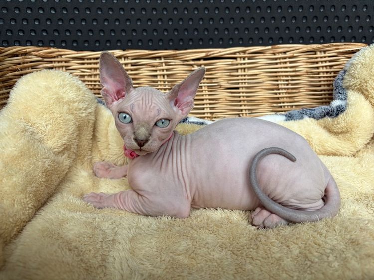 สฟิงซ์ (Sphynx) สาวน้อยสฟิงซ์น่ารักๆ