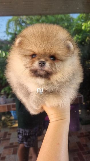 ปอมเมอเรเนียน (Pomeranian) เล็ก ปอม