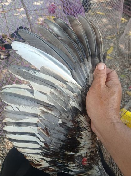 ไก่ชน รูปที่ 6