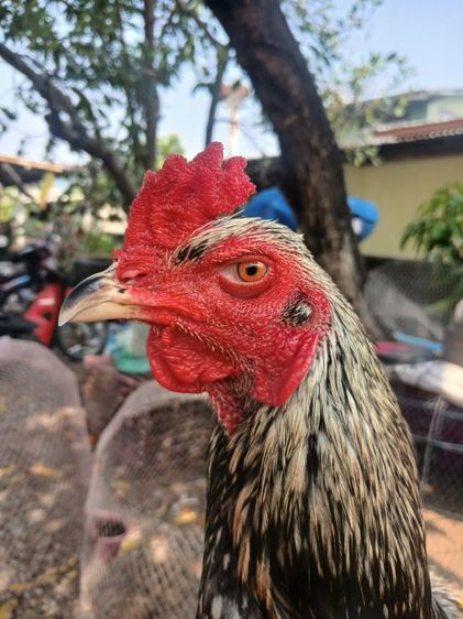 ไก่ชน
