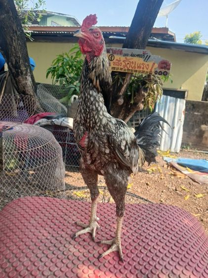 ไก่ชน รูปที่ 4