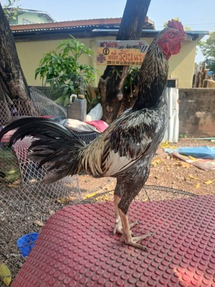ไก่ชน รูปที่ 3