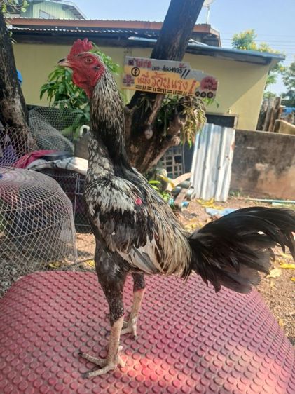 ไก่ชน รูปที่ 2