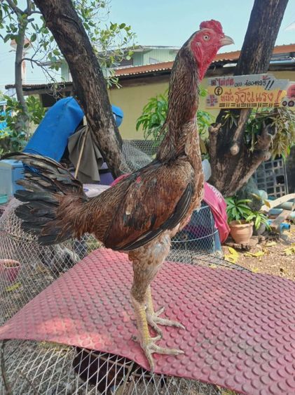 ไก่ชน
