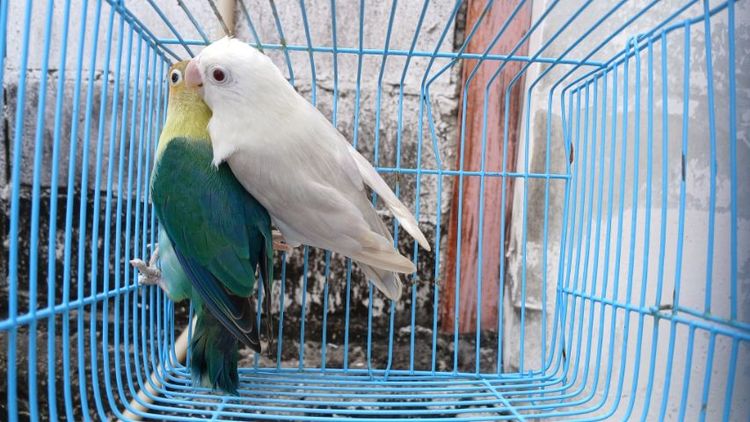 เลิฟเบิร์ด ผู้ พาบลูสปิทโอพาลายฟอลโล่ เมีย ฟอลโล่ม่วงพร้อมทำ รูปที่ 7