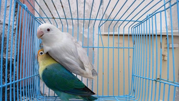 เลิฟเบิร์ด ผู้ พาบลูสปิทโอพาลายฟอลโล่ เมีย ฟอลโล่ม่วงพร้อมทำ รูปที่ 16