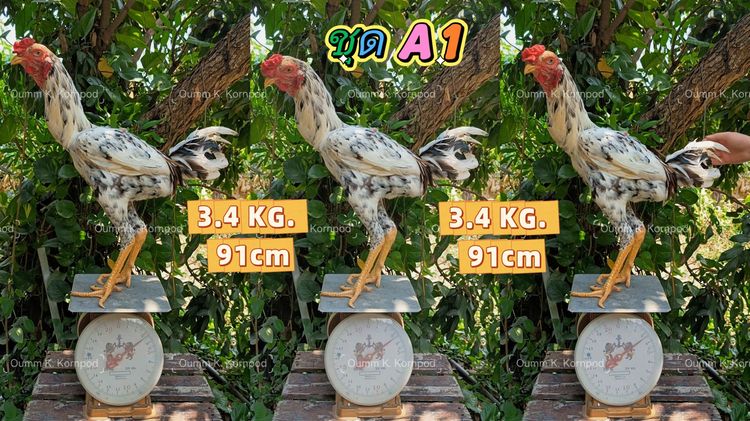 ไก่บราซิล และเหลืองหางขาว หลายรายการ