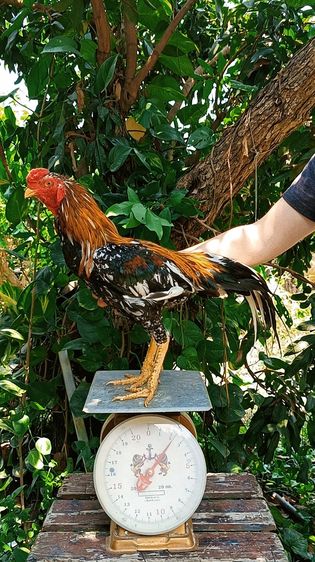 ไก่เหลืองหางขาว 7.5 เดือน