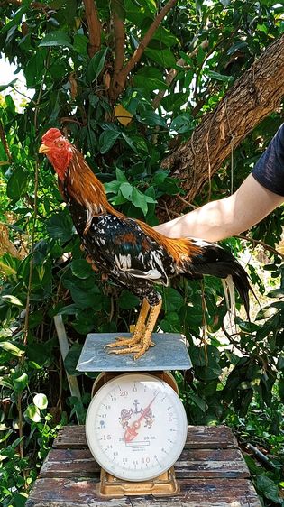ไก่เหลืองหางขาว 7.5 เดือน รูปที่ 3
