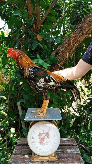 ไก่เหลืองหางขาว 7.5 เดือน รูปที่ 2