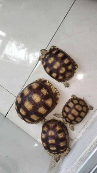เต่า4ตัว