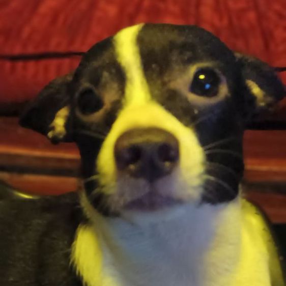 ชิวาวา (Chihuahua) เล็ก ชิวาวา(แท้) พ่อพันธุ์ อายุ 3 เดือน ฉลาด-กินเก่ง-ร่าเริง-แข็งแรง