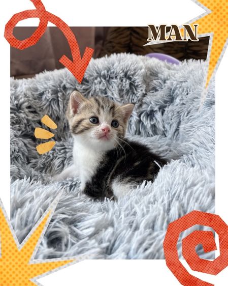 บริติช ชอร์ตแฮร์ (British Shorthair) แมวบริติชผสมสกอตติช