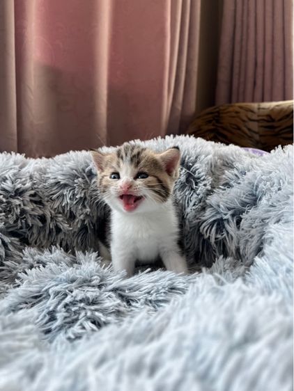 แมวบริติชผสมสกอตติช รูปที่ 4
