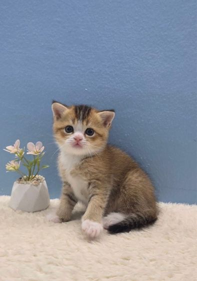 สก็อตติช โฟลด์ (Scottish Fold) สก็อตติช หูตั้ง ดญ อายุ 2 เดือน