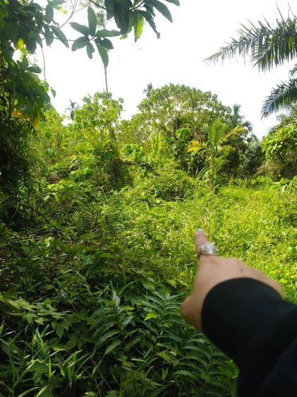ที่ดินทำเลดี ที่ดินสุราษฎร์ธานี รูปที่ 2