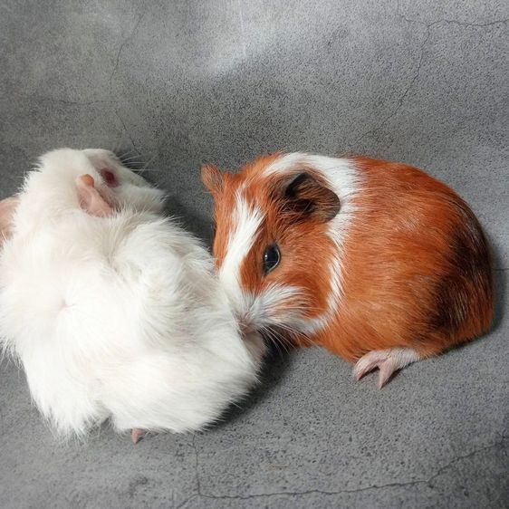หนูแกสบี้ และ หนูขวัญ