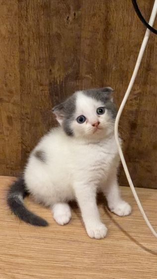 สก็อตติช โฟลด์ (Scottish Fold) สก๊อตติชโฟแท้หูพับ