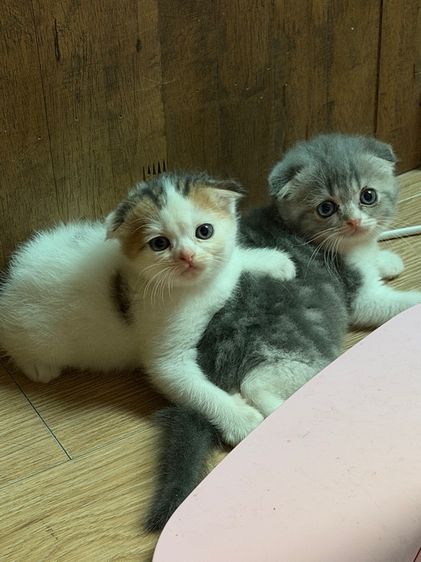 สก็อตติช โฟลด์ (Scottish Fold) สก๊อตติชโฟแท้หูพับ