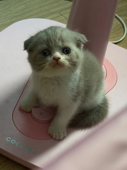 สก็อตติช โฟลด์ (Scottish Fold) สก็อตติชหูพับน้ำตาลขาว