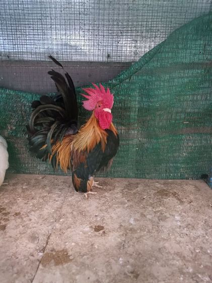 ไก่แจ้ 