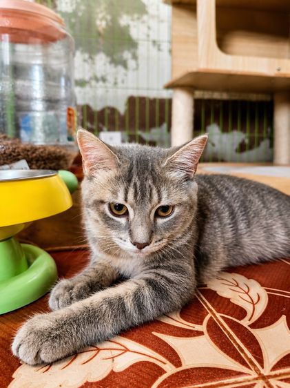 อเมริกัน ชอร์ตแฮร์ (American Shorthair) ลูกแมวลายแท็บบี้ ขนสั้น น่ารัก อายุ 4 เดือน  หญิง