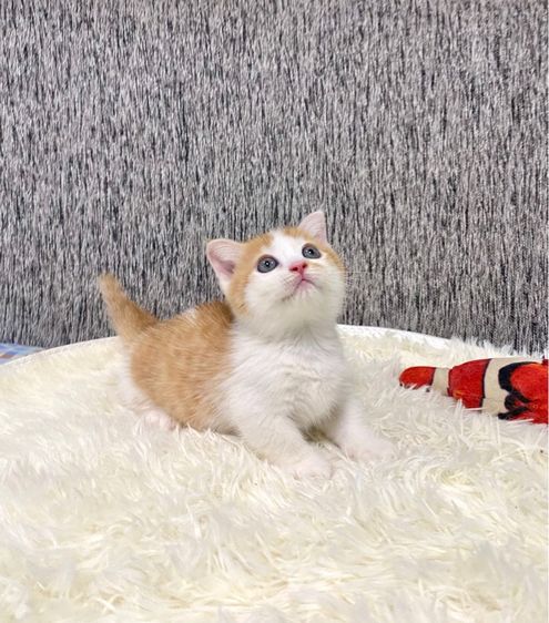 มันช์กิ้น (Munchkin) แมวมันช์กิ้น