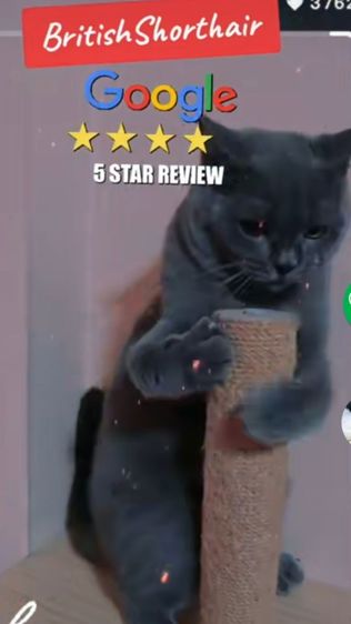 British Shorthair รูปที่ 7