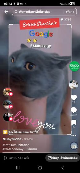 British Shorthair รูปที่ 5