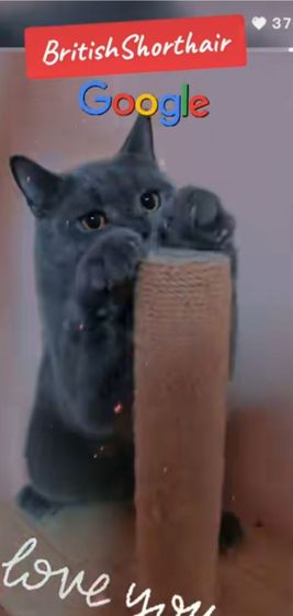 British Shorthair รูปที่ 3