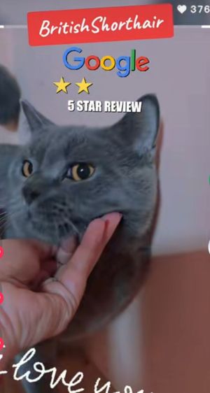 British Shorthair รูปที่ 6