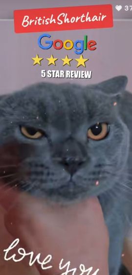 British Shorthair รูปที่ 2