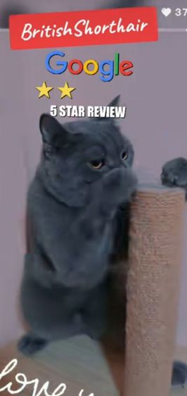 British Shorthair รูปที่ 4