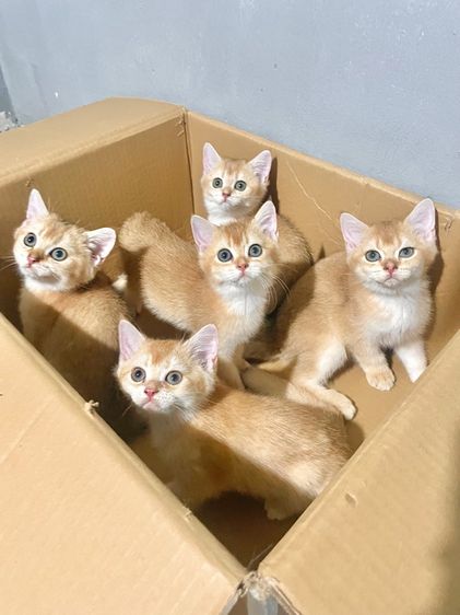 บริติช ชอร์ตแฮร์ (British Shorthair) British shorthair Female 3 months