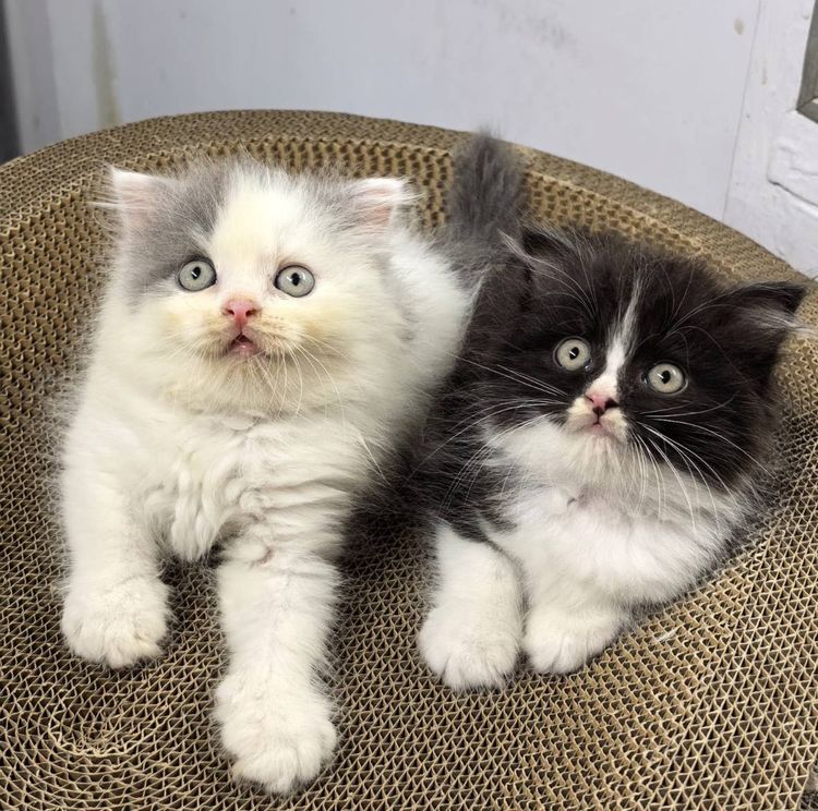สก็อตติช โฟลด์ (Scottish Fold) แมวสก็อตติซโฟลด์