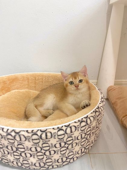 บริติช ชอร์ตแฮร์ (British Shorthair) British Shothair Male 3 months