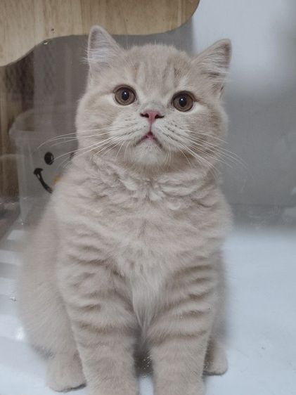 บริติช ชอร์ตแฮร์ (British Shorthair) บริติชช็อตแฮร์แท้