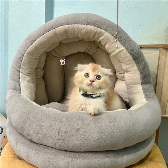 สก็อตติช โฟลด์ (Scottish Fold) สก็อตติสโฟล