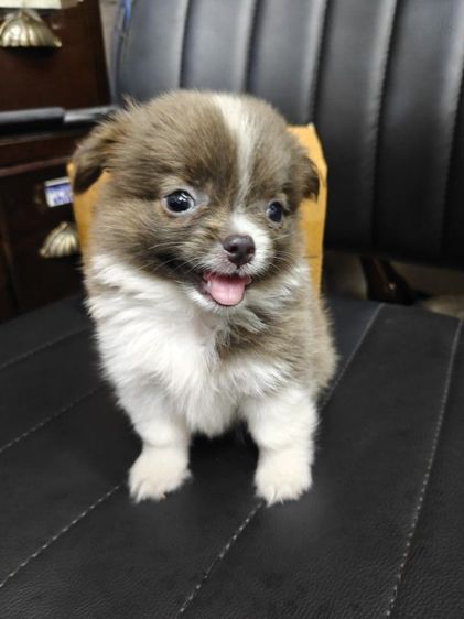 ชิวาวา (Chihuahua) เล็ก ชิวาว่าแท้น่ารักมากๆ