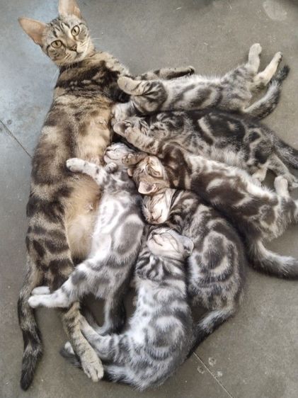 อเมริกัน ชอร์ตแฮร์ (American Shorthair) พร้อมย้าย