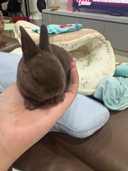 ลูกกระต่าย
