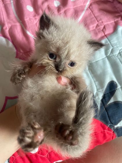 เปอร์เซีย (Persian) แมวเปอร์เซีย