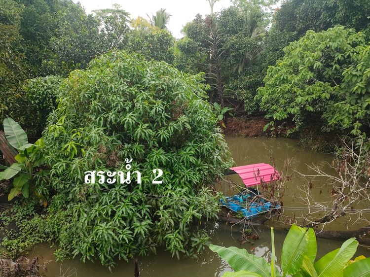 ขายที่ดินพร้อมบ้านและสวนทุเรียน+มังคุด มีบ้านคนงาน พร้อมทำผลทันที รูปที่ 4