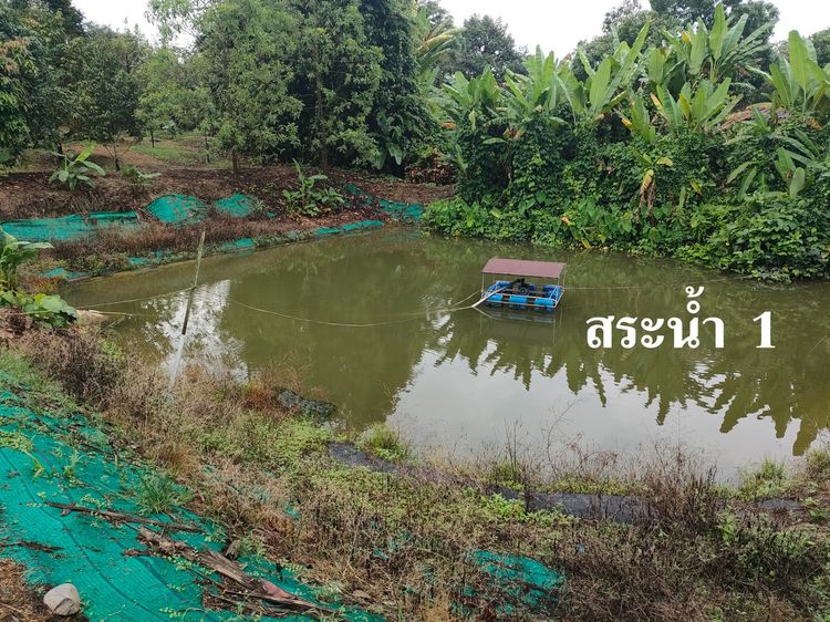 ขายที่ดินพร้อมบ้านและสวนทุเรียน+มังคุด มีบ้านคนงาน พร้อมทำผลทันที รูปที่ 3