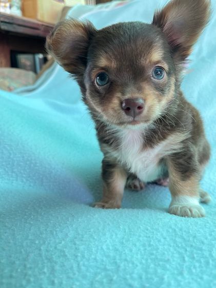 ชิวาวา (Chihuahua) เล็ก ชิวาวาขนยาวแท้ อุดร