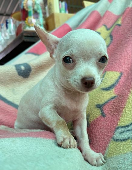 ชิวาวา (Chihuahua) เล็ก ชิวาวาขนสั้น แท้