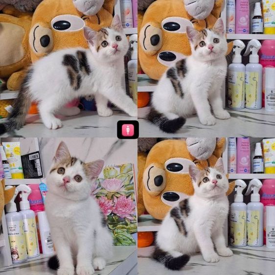 สก็อตติช โฟลด์ (Scottish Fold) สก็อตติชโฟลด์ มีเชื้อบริติช เพศเมีย
