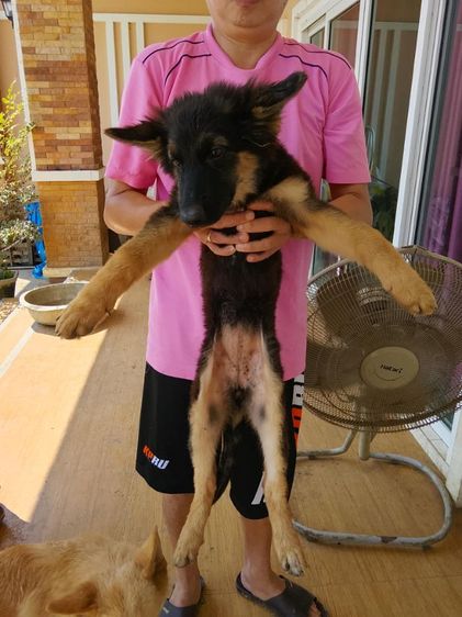 เยอรมันเชพเพิร์ด กำแพงเพชร รูปที่ 5