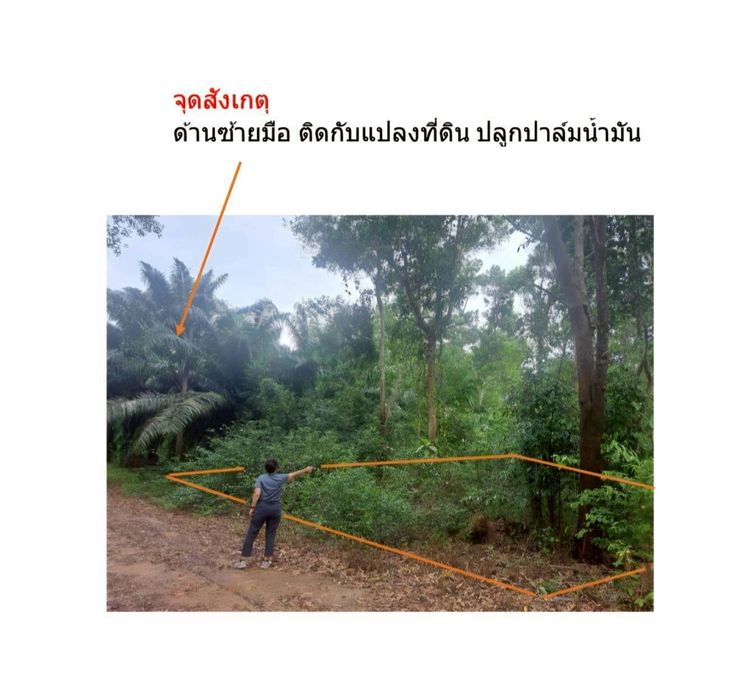 ขายที่ดิน 100 วา ในหมู่บ้านเพชรธานีวิลล์  ต.ท่ายาง   อ.เมืองชุมพร ขายในราคาถูกมาก  ( จากหมู่บ้านไปตัวเมืองชุมพร 5 กิโล  และไปหาดทรายรี กรมหล รูปที่ 3